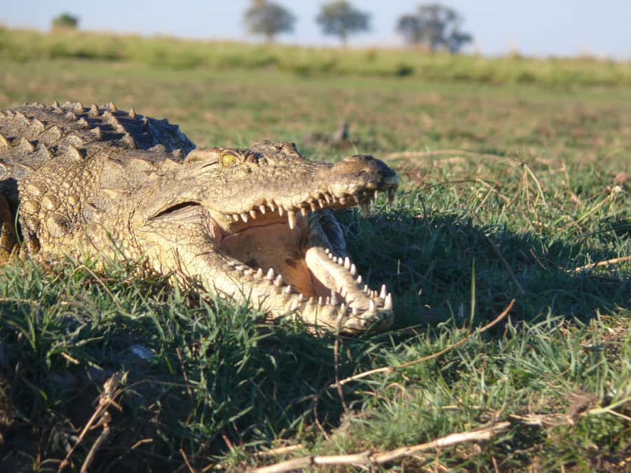 Hwange National Park Day Trip from Victoria Falls - Viewing platforms and park scenery