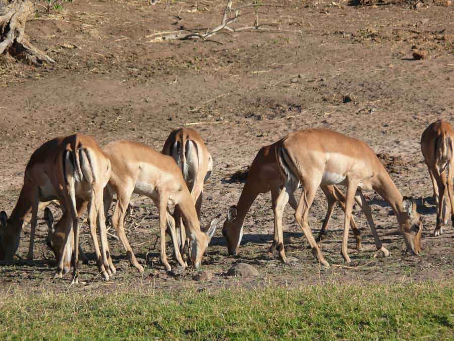 Hwange National Park Day Trip from Victoria Falls - Is the $330 price good value?