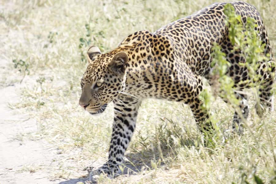Hwange National Park Day Trip from Victoria Falls - Group size, guides, and comfort