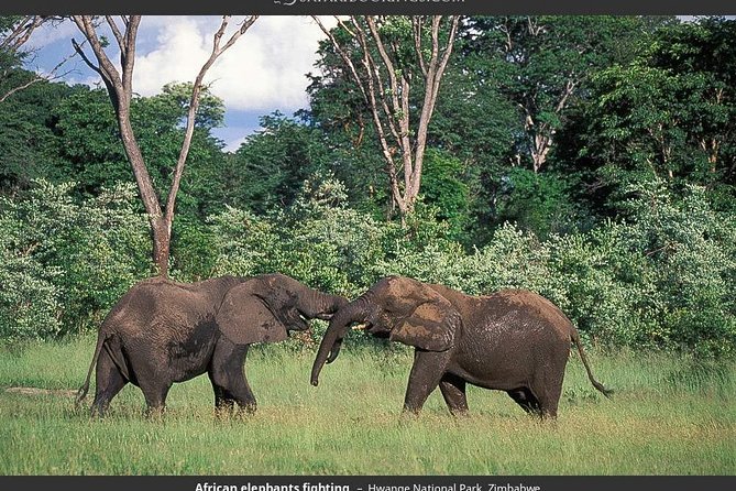Hwange National Park Full Day Game Drive Safari - From Victoria Falls to Hwange in one long day
