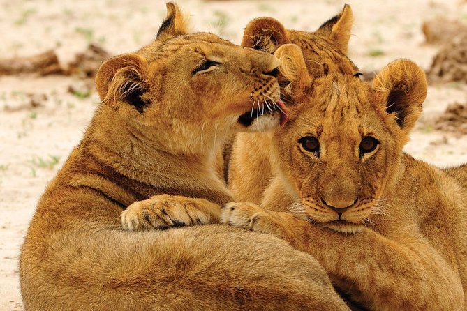 Hwange National Park Full Day Game Drive Safari - Eight hours inside Hwange National Park