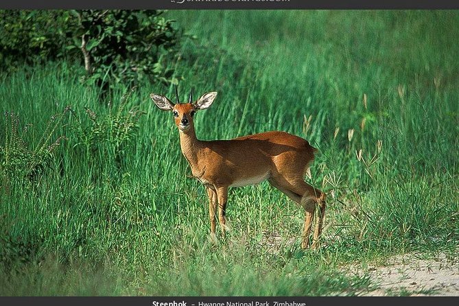 Hwange National Park Full Day Game Drive Safari - What the game drives may show you