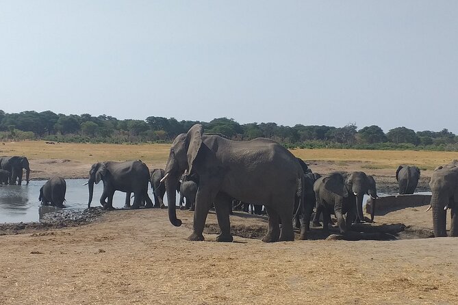 Hwange National Park Full Day Trip - Why Hwange makes sense from Victoria Falls