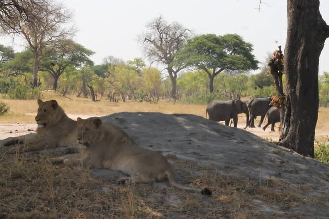 Hwange National Park Full Day Trip - What the small group changes