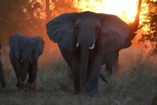 Hwange National Park Full Day Trip - Who will get the most from this day