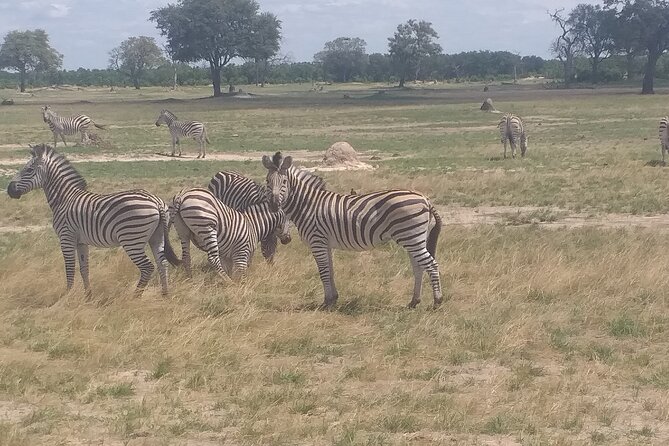 Hwange National Park Full Day Trip - The 6:30 a.m. pickup from Victoria Falls