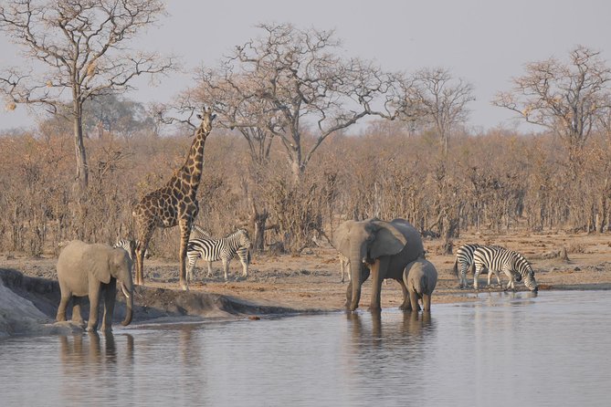 Hwange (Safari) Day Trip from Victoria Falls - Key points before you book