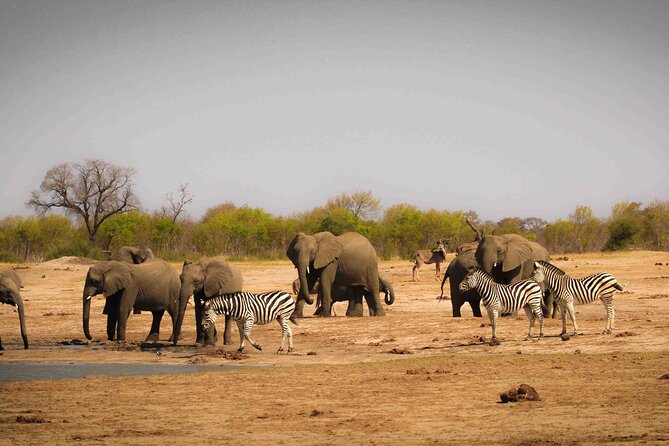 Hwange (Safari) Day Trip from Victoria Falls - Lunch at Hwange Main Camp