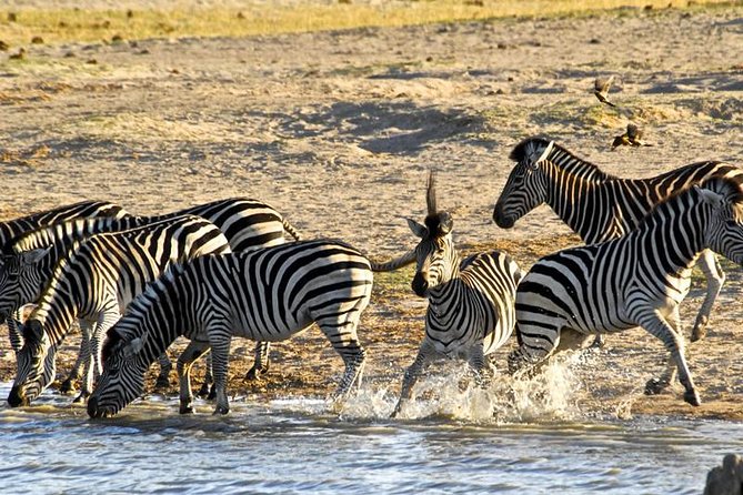 Hwange (Safari) Day Trip from Victoria Falls - Who should book this Hwange day trip?