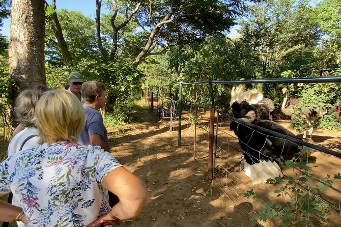Lion & Wildlife Sanctuary Excursion Victoria Falls - Ostriches, sable, raptors, and rescued animals