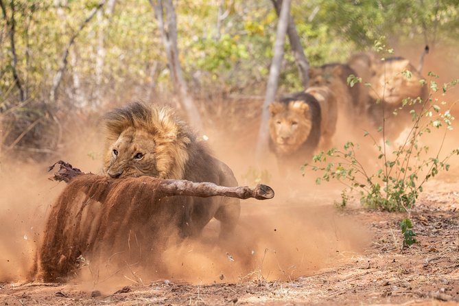 Lion & Wildlife Sanctuary Excursion Victoria Falls - How the conservation message affects the value