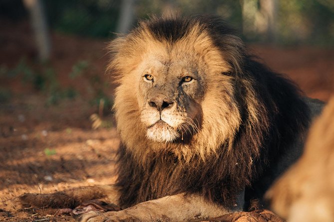 Lion & Wildlife Sanctuary Excursion Victoria Falls - Timing, pickup, and what is included