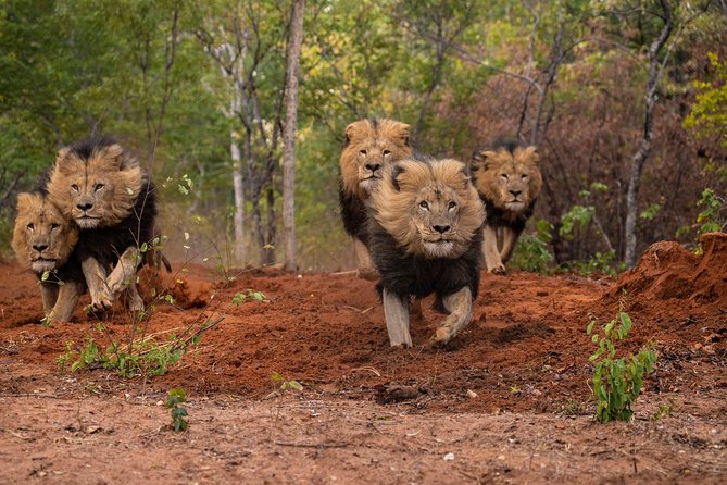 Lion & Wildlife Sanctuary Excursion Victoria Falls - How it compares with a traditional safari