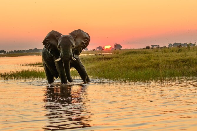 Luxury Sunset River Cruise on the Zambezi - Wildlife Along the Riverbanks