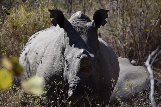 Matobo Rhino Encounter - A Cave Filled With Ancient Paintings