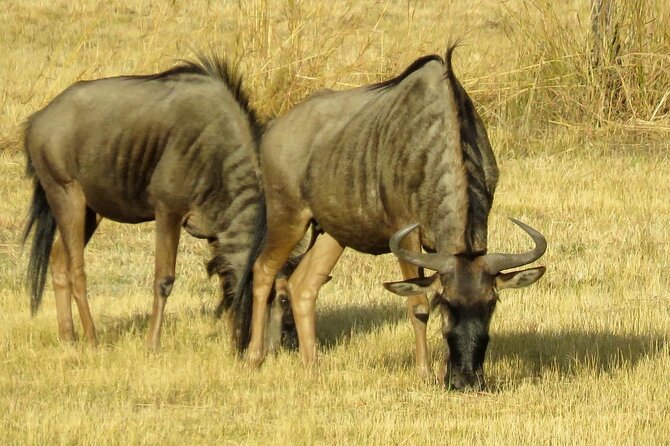 Matobo Rhino Encounter - Lunch, Photos, and Sunset Drinks