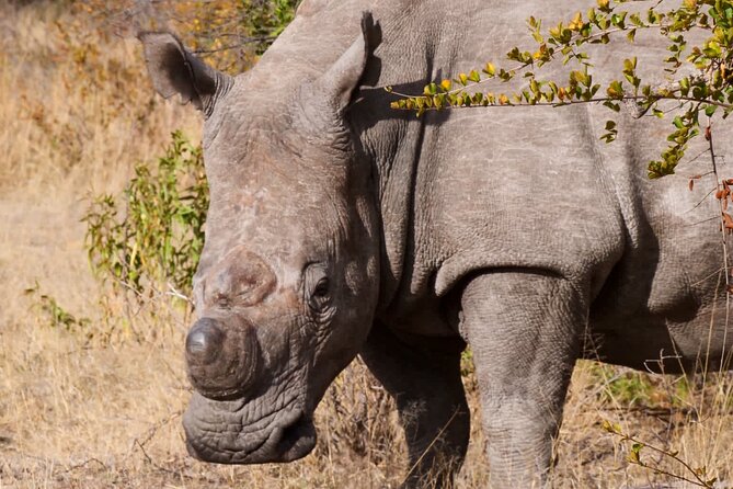 Matobo Rhino Encounter - What Makes the Eight-Person Limit Valuable
