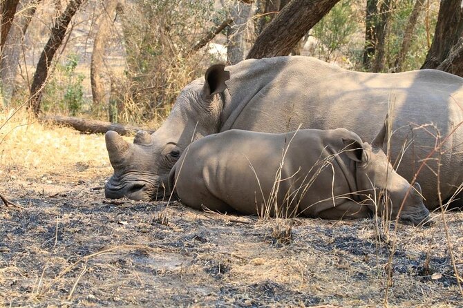 Matobo Rhino Encounter - Is $120 a Fair Price?