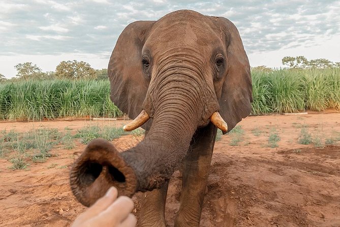Moments with Elephants - Starting at 7:30 am near Victoria Falls