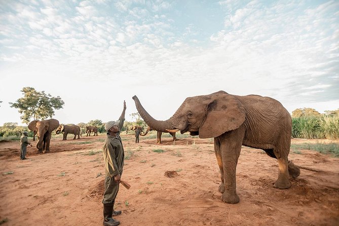 Moments with Elephants - Watching elephants at the waterhole