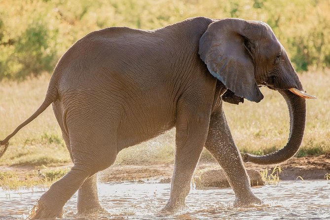Moments with Elephants - Who will enjoy this experience most