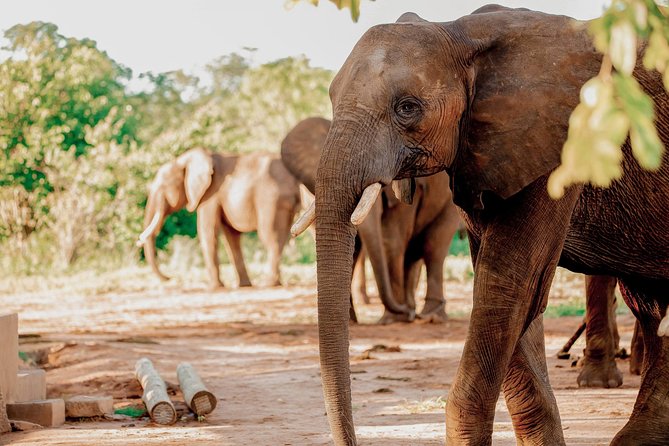Moments with Elephants - Practical details that matter on the day