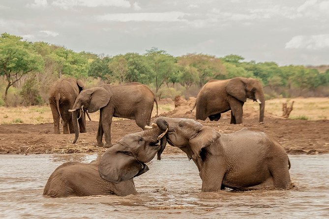 Moments with Elephants - Feeding and touching the elephants