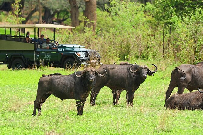Morning or Afternoon Game Drive In Victoria Falls - Why Stanley and Livingstone is worth considering