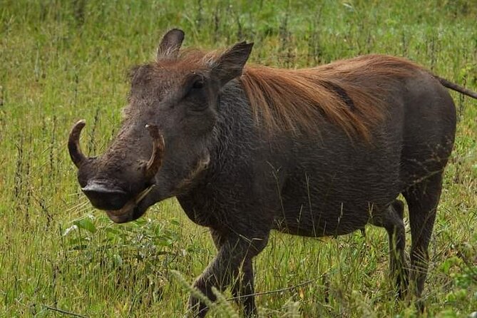 Private Guided Tour in Victoria Falls - Why a private Victoria Falls tour can be worth $120