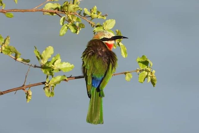 Private Guided Tour in Victoria Falls - Pickup, the air-conditioned ride, and the private format