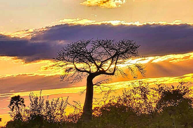 Safari Game Drive in the Savannah with Hotel pickup 3 times daily - The Briefing at the National Park Entrance