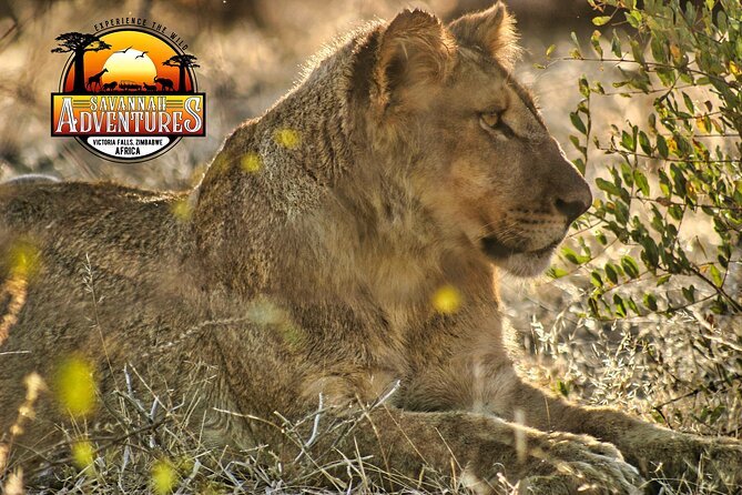 Safari Game Drive in the Savannah with Hotel pickup 3 times daily - How Much Value Do You Get for $115?