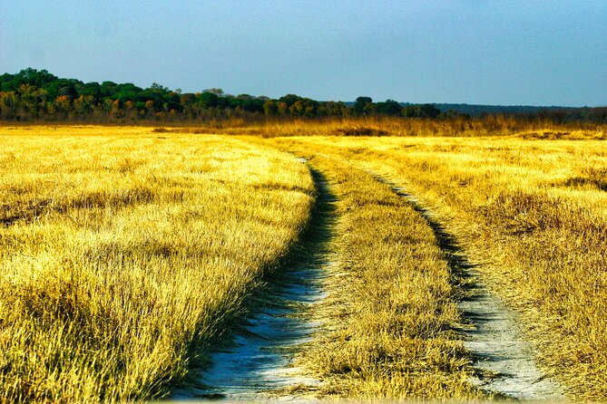Safari Game Drive in the Savannah with Hotel pickup 3 times daily - What Can Go Wrong on a Short Open-Park Drive?