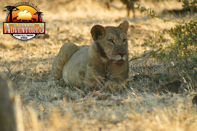 Safari Game Drive in the Savannah with Hotel pickup 3 times daily - The Scenic Break With Tea and Light Snacks