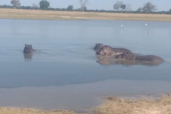 Safari Game Drive in Zambezi National Park - Key things to know before booking