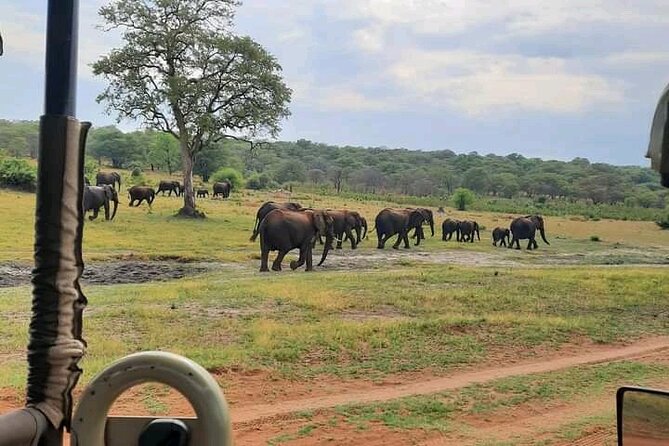 Safari Game Drive in Zambezi National Park - From Victoria Falls to the Zambezi bush