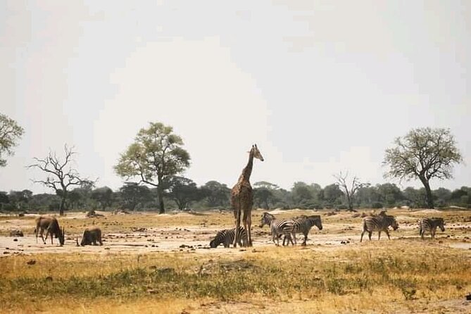 Safari Game Drive in Zambezi National Park - Is $150 a fair price?