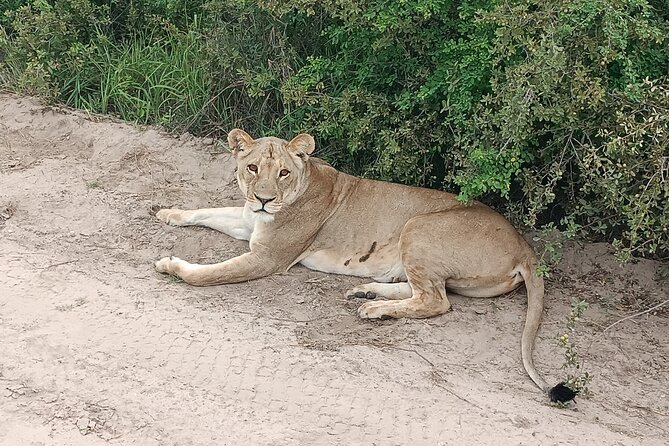 Safari Game Drive in Zambezi National Park - Who will enjoy this safari most?
