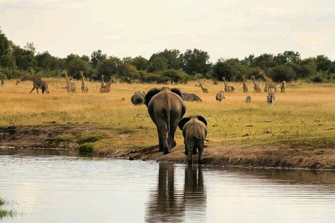 Safari Game Drive in Zambezi National Park - Practical tips for a better outing