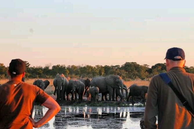 Safari Game Drive in Zambezi National Park - Choosing between the early and afternoon drive