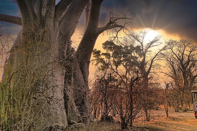 Safari in Victoria Falls and Zambezi National Park - Inside an open four-wheel-drive game viewer