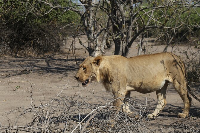 Small Group: Zambezi National Park Guided Game Drive - Key points about this Victoria Falls safari