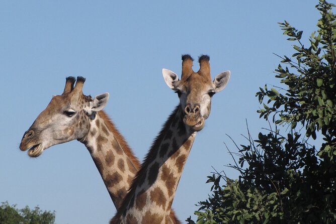 Small Group: Zambezi National Park Guided Game Drive - Why the short transfer matters