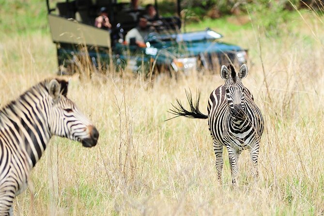 Small Group: Zambezi National Park Guided Game Drive - Inside the open four-wheel-drive vehicle