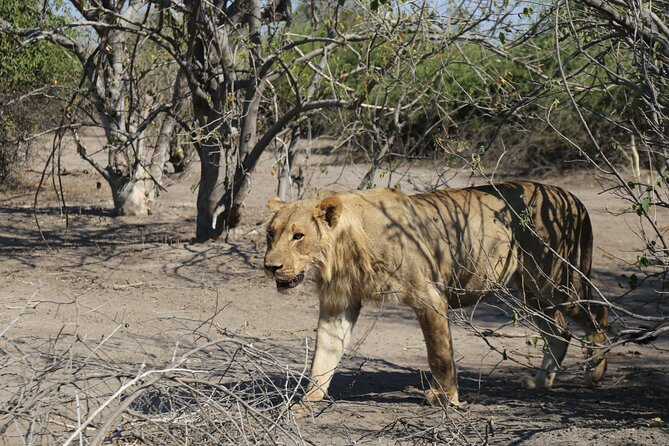 Small Group: Zambezi National Park Guided Game Drive - Wildlife you might see in Zambezi National Park