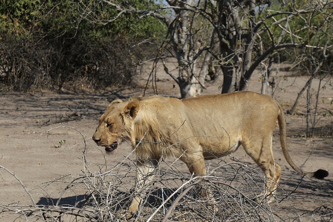 Small Group: Zambezi National Park Guided Game Drive - The guides make the difference