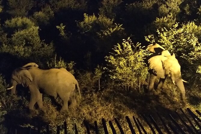Stargazing and Moonlight Experience - A balanced look at the wildlife promise