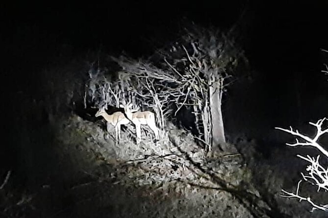 Stargazing and Moonlight Experience - The moonlit bush route is half the experience