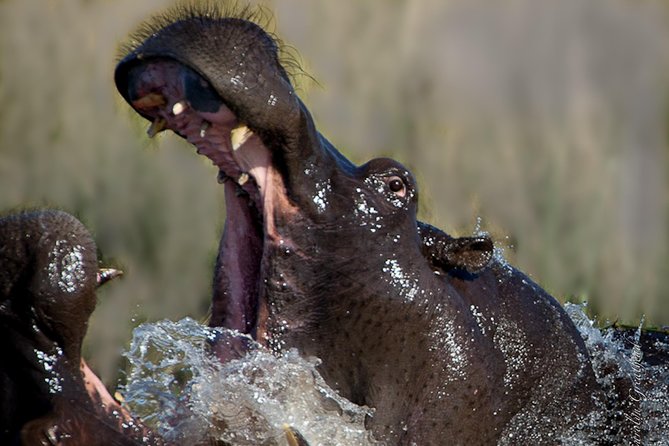 Sundowner Cruise on Zambezi River (Zimbabwe) - Booking timing and cancellation advice