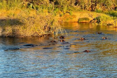 Sunset Cruises on the Zambezi River from Victoria Falls